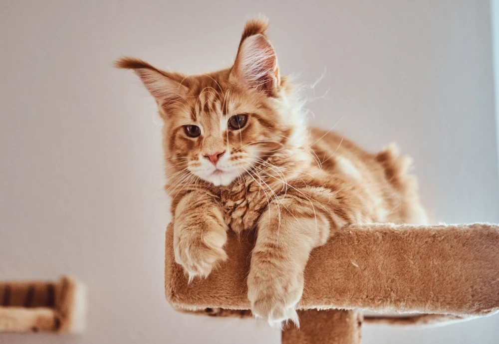 wireless home pet camera